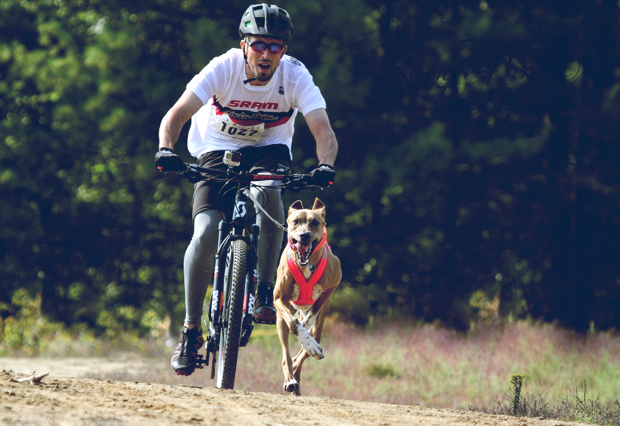 Bikejoring - GUIDES CANINS